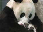 パンダと乳児パンダ