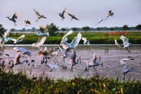 南沙湿地鳥類公園