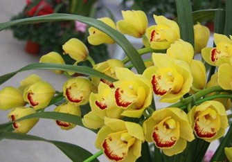 （北京•順義）精品年宵花展銷会