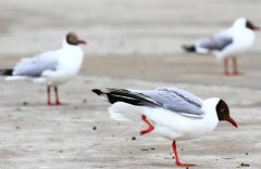 真冬の青海湖の鳥