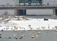 雪の中の楽しみ：1月30日午前、雪溜まる新疆庫爾勒の孔雀河で何羽のハクチョウが遊んでいます。お正月一日(1月23日)から新疆庫爾勒地区はずっと降雪しています。