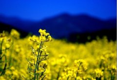 羅平の菜の花畑