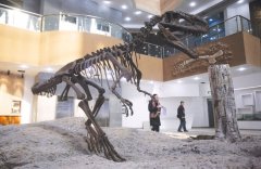 新疆昌吉市昌吉恐竜館は今年の5月観光で開放されます。