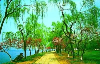 杭州-西湖十景の柳浪聞鴬