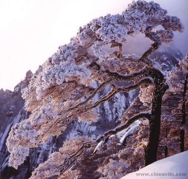 黄山-冬の黄山05