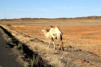 グルバンテュンギュッド砂漠