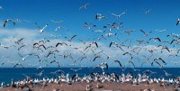 青海湖鳥島