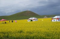 湟源菜の花(撮影：旅情中国お客様・池田泰童)