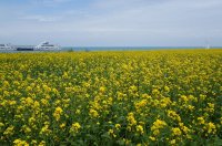 湟源菜の花(撮影：旅情中国お客様・池田泰童)