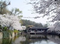 无錫亀頭渚桜