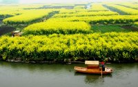 興化の千島菜の花畑