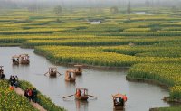 千島菜の花景勝地