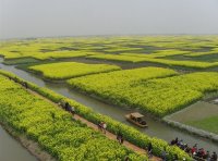 千島菜の花景勝地