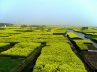 千島菜の花景勝地