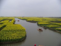 千島菜の花景勝地