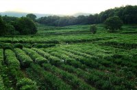 新西湖十景－龍井問茶