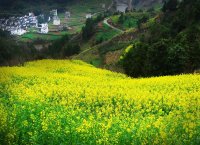 石潭菜の花