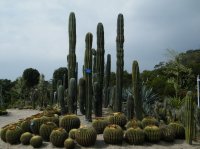 アモイ園林植物園