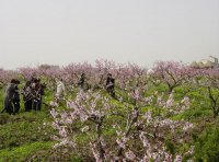 常徳桃花源