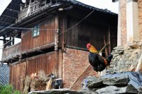 貴州・黎平・肇興・堂安トン寨