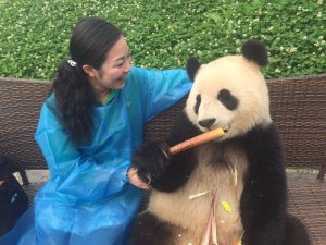 餌やり(都江堰パンダ基地)