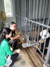 餌やり(都江堰パンダ基地)