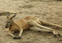 香江野生動物園