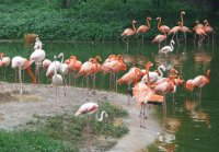 香江野生動物園