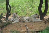 香江野生動物園