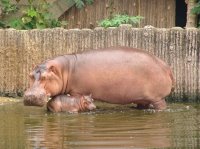 シンセン野生動物園