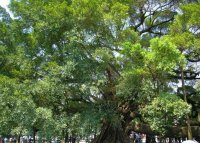 陽朔ガジュマル公園