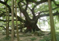 陽朔ガジュマル公園