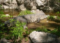 北京動物園