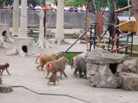 上海動物園