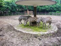 上海動物園