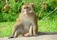 重慶野生動物世界