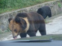 重慶野生動物世界