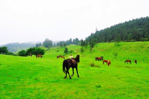 武隆仙女山2 武隆仙女山2
