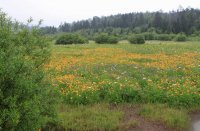 長白山高山花園