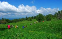 長白山高山花園