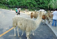 大連森林動物園