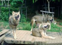 大連森林動物園