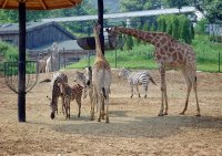 大連森林動物園