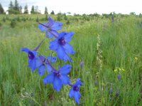 白音敖包国家級自然保護区 白音敖包国家級自然保護区