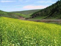 貢格尓草原 貢格尓草原