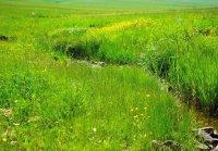 灯篭河草原 灯篭河草原