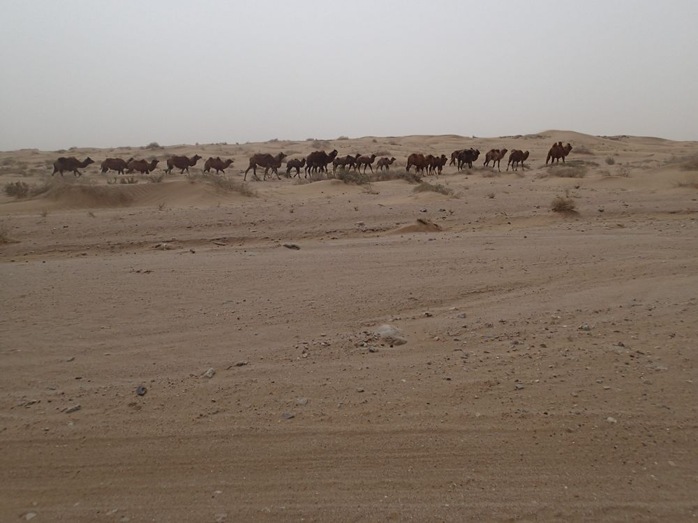 蘭州発世界で四番目大きい砂漠バダインジャラン砂漠（巴丹吉林砂漠）を徒歩で走破