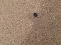 巴丹吉林砂漠(バダインジャラン砂漠)撮影者：旅情中国お客様　大谷和男