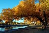 胡楊林(額済納旗) 胡楊林(額済納旗)