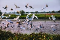 広州発南沙天後宮＆南沙湿地鳥類公園＆百万葵園日帰り観光⑥